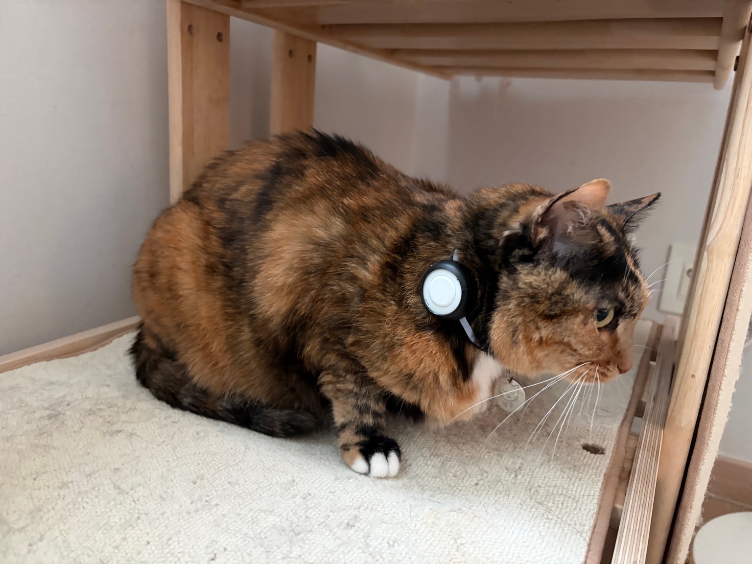 Cat wearing a BLE collar prototype